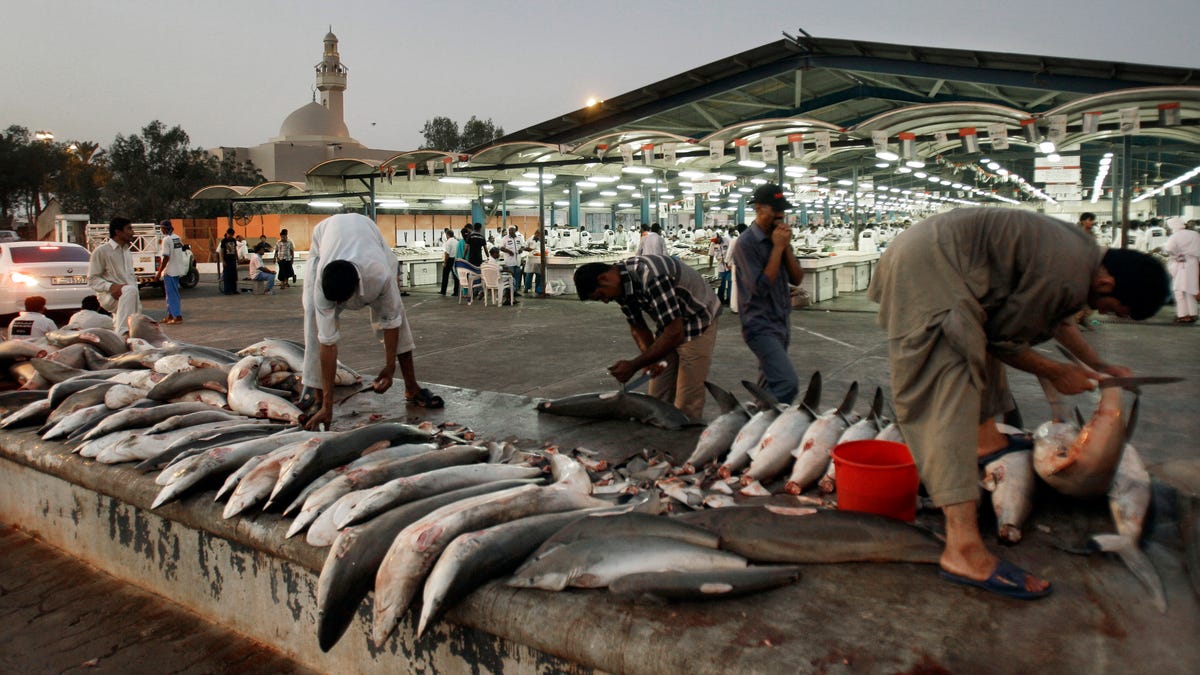 Mideast Emirates Gulf Saving Sharks