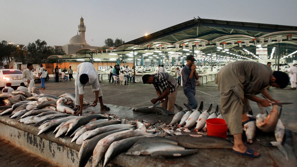 Mideast Emirates Gulf Saving Sharks