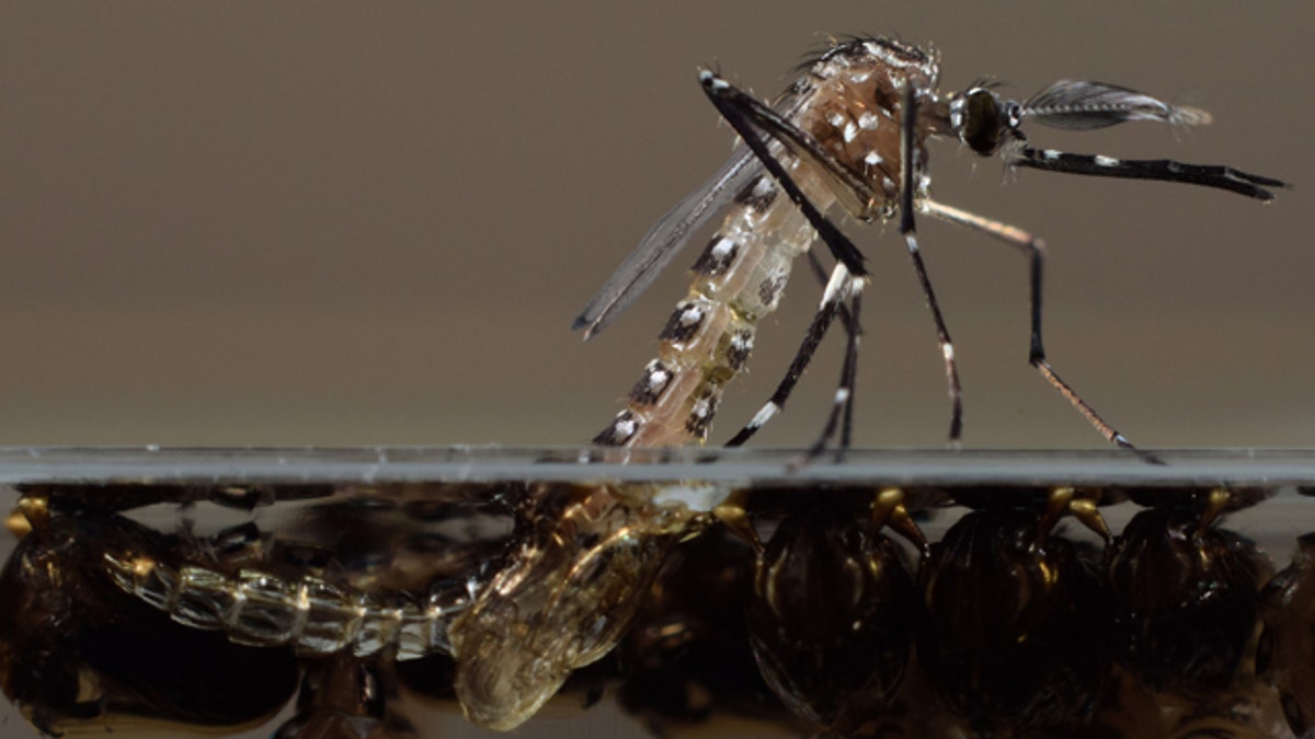 e0208252-Modified Mosquitoes