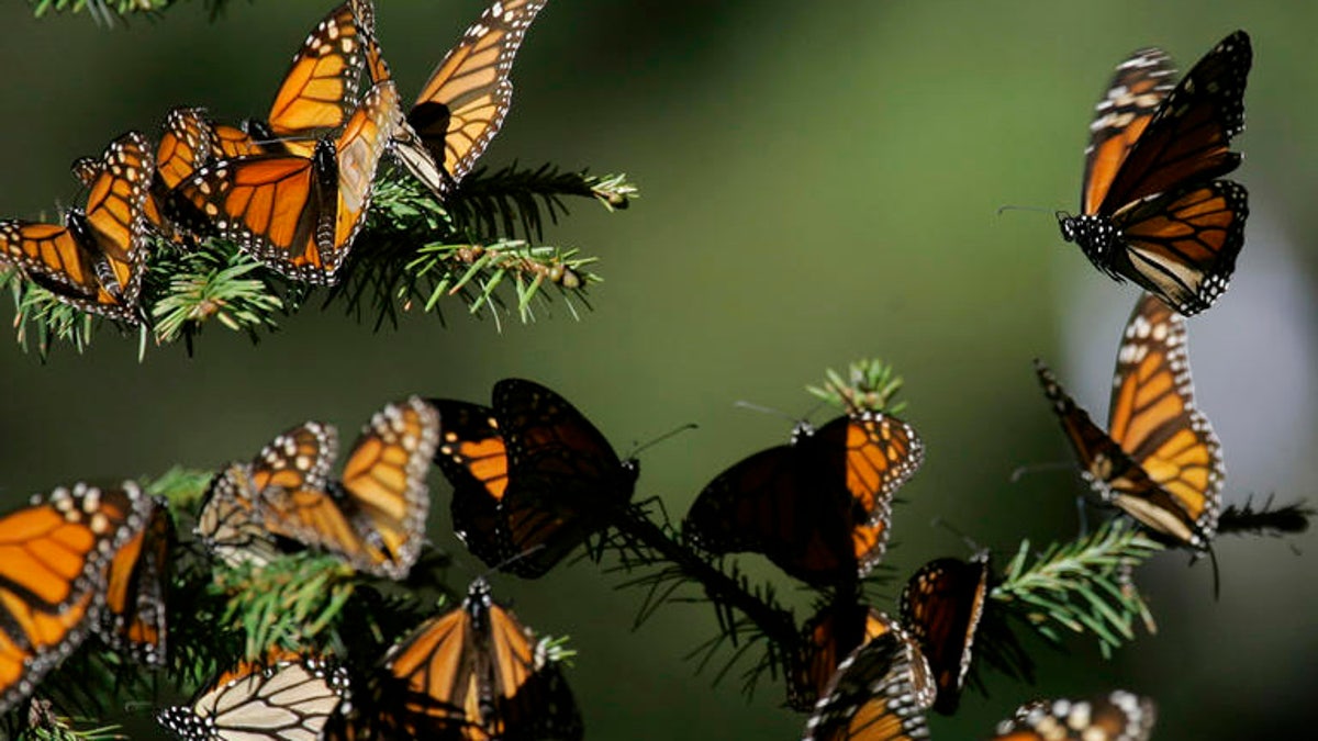 MEXICO BUTTERFLY POLICE