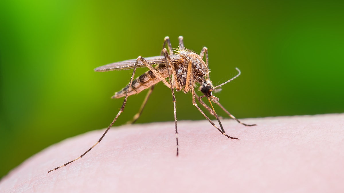 Mosquito Bite Macro Photo