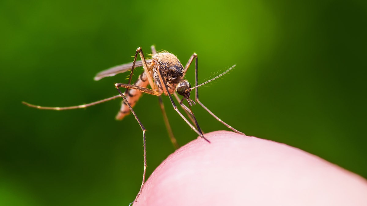 01151574-Mosquito iStock