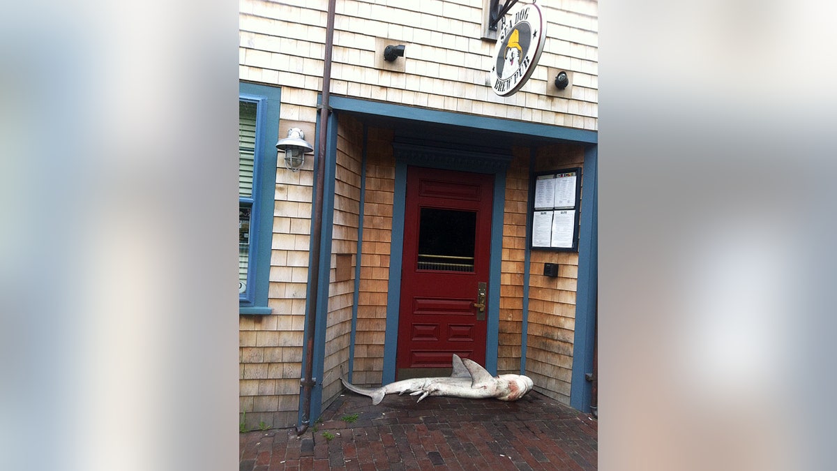 Nantucket Land Shark