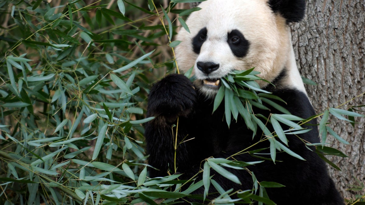 National Zoo Panda