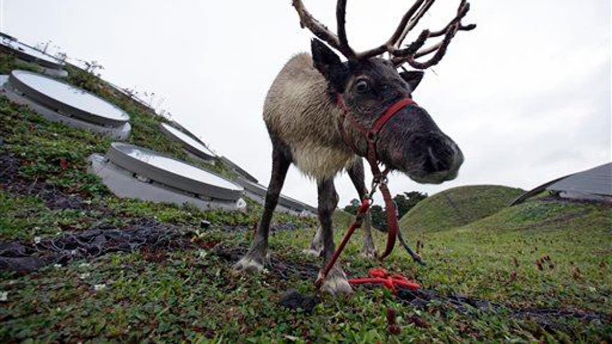 Reindeer on the Roof