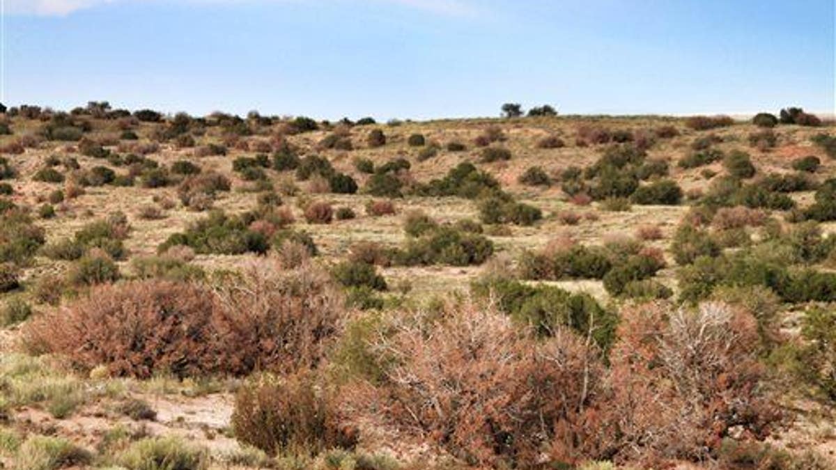 New Mexico drought claims life of 600yearold tree