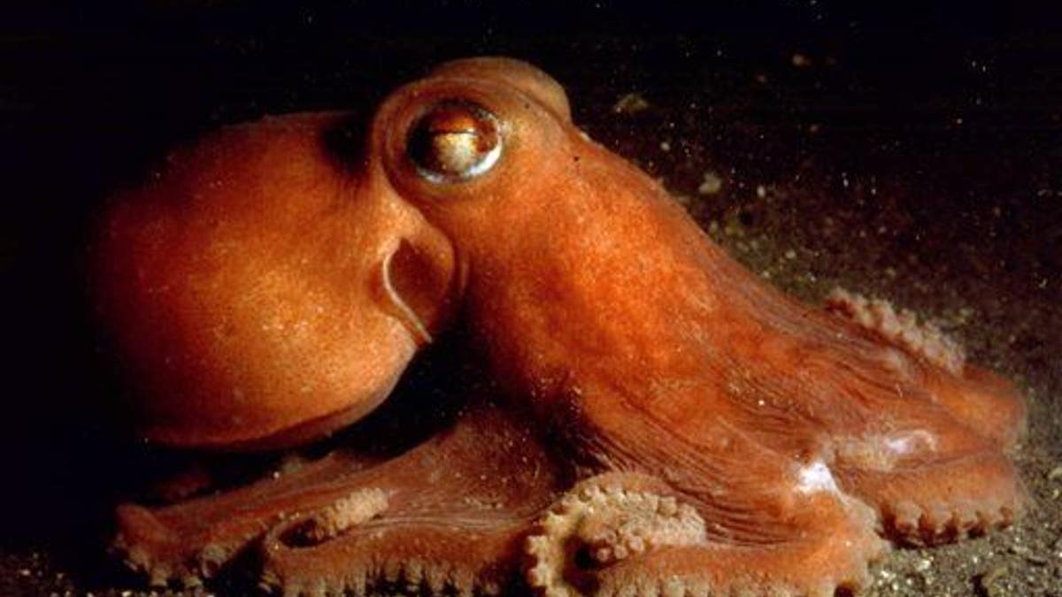 Outdoors Underwater Alaska