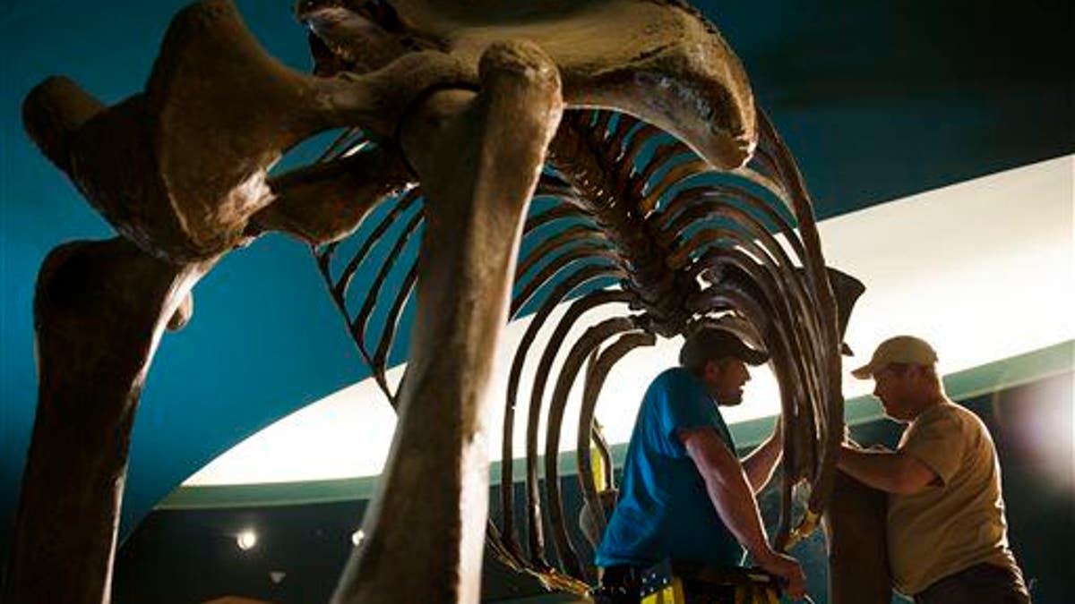 Exchange Mammoth Skeleton Restoration