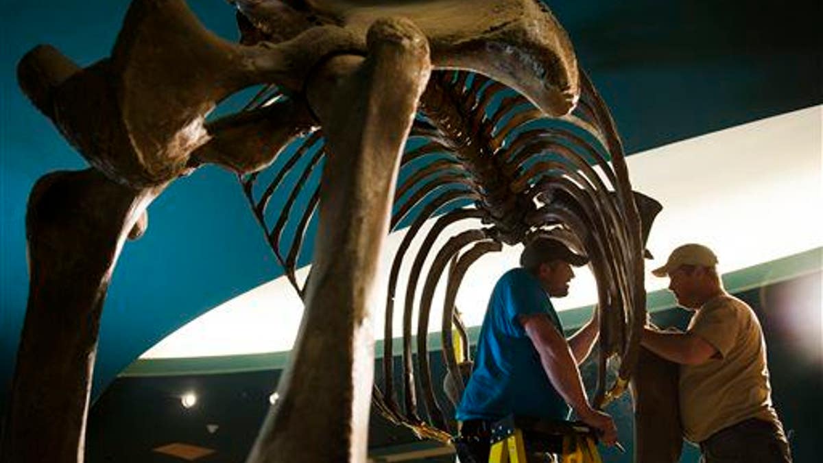 Exchange Mammoth Skeleton Restoration