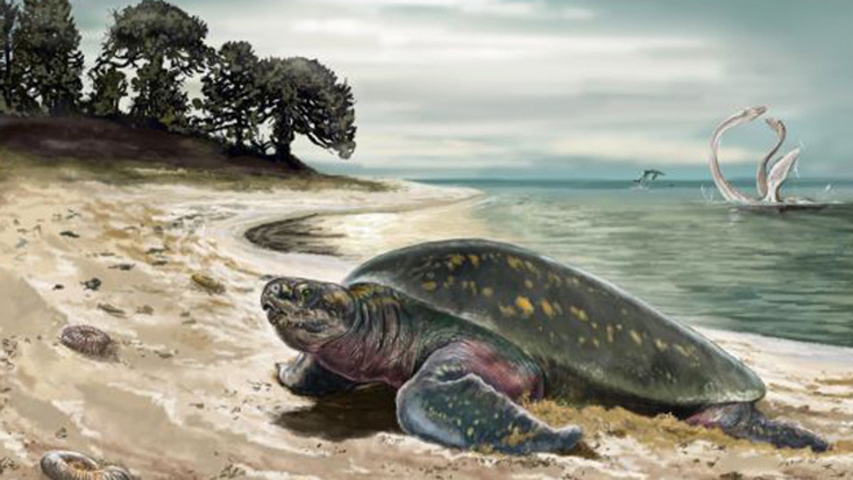 Para peneliti menetapkan bahwa fosil Amerika Selatan adalah penyu tertua yang pernah tercatat