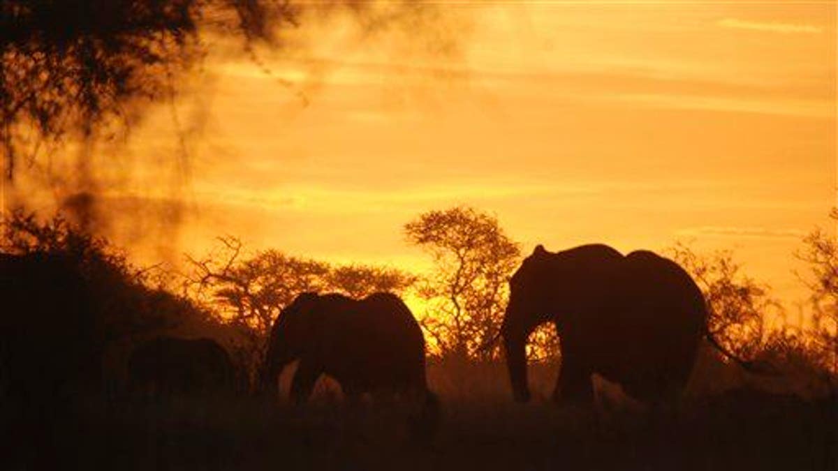 Kenya Elephants Count