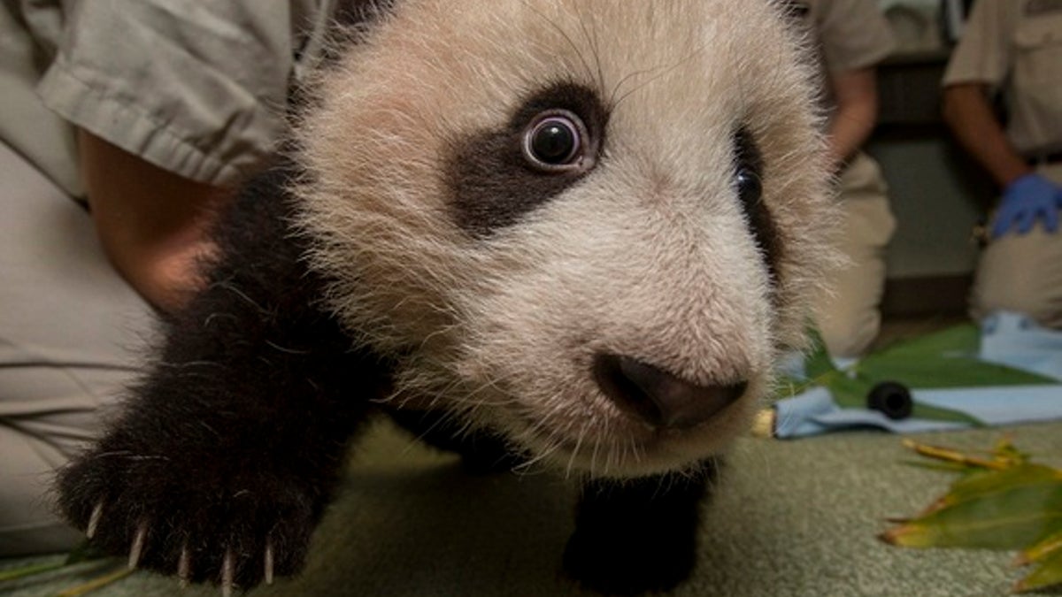 San Diego Zoou2019s Giant Panda Cub Says, u2018Look into my Eyes!u2019