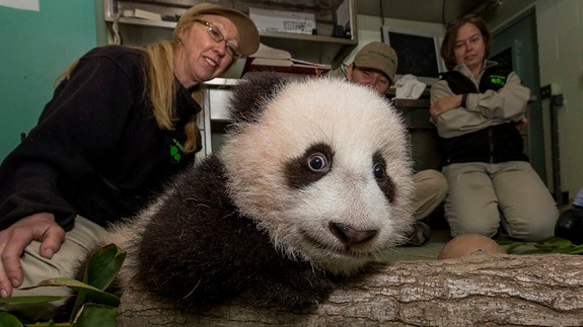 Panda cub Xiao Liwu tests boundaries, climbing and crawling