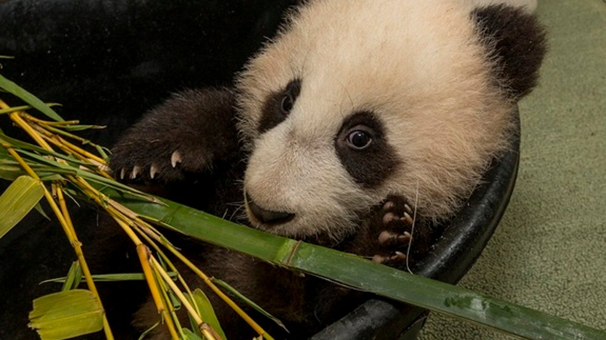 New Year, New Adventures for the San Diego Zoou2019s Panda Cub