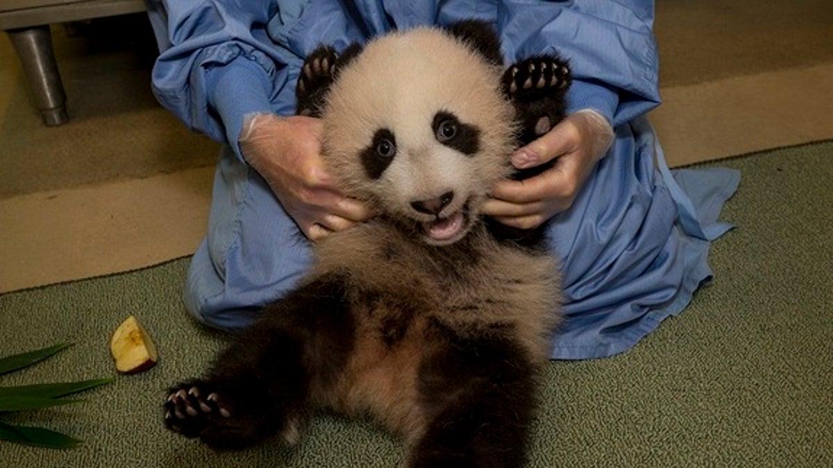 Xiao Liwu Shows Off Growing Belly; San Diego Zoou2019s Panda Cub, Wiggles and Crawls During Exam