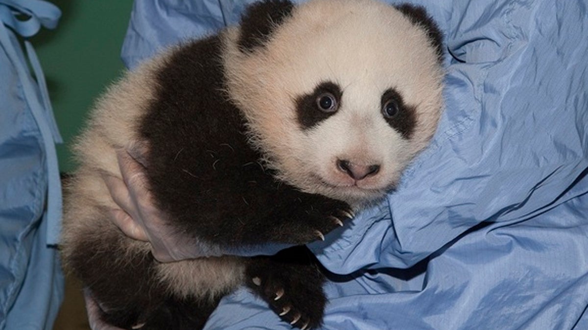 Newly Named Panda Xiao Liwu has 13th Exam at San Diego Zoo; u201DLittle Giftu201D is Getting Bigger, Comfortable with Caretakers