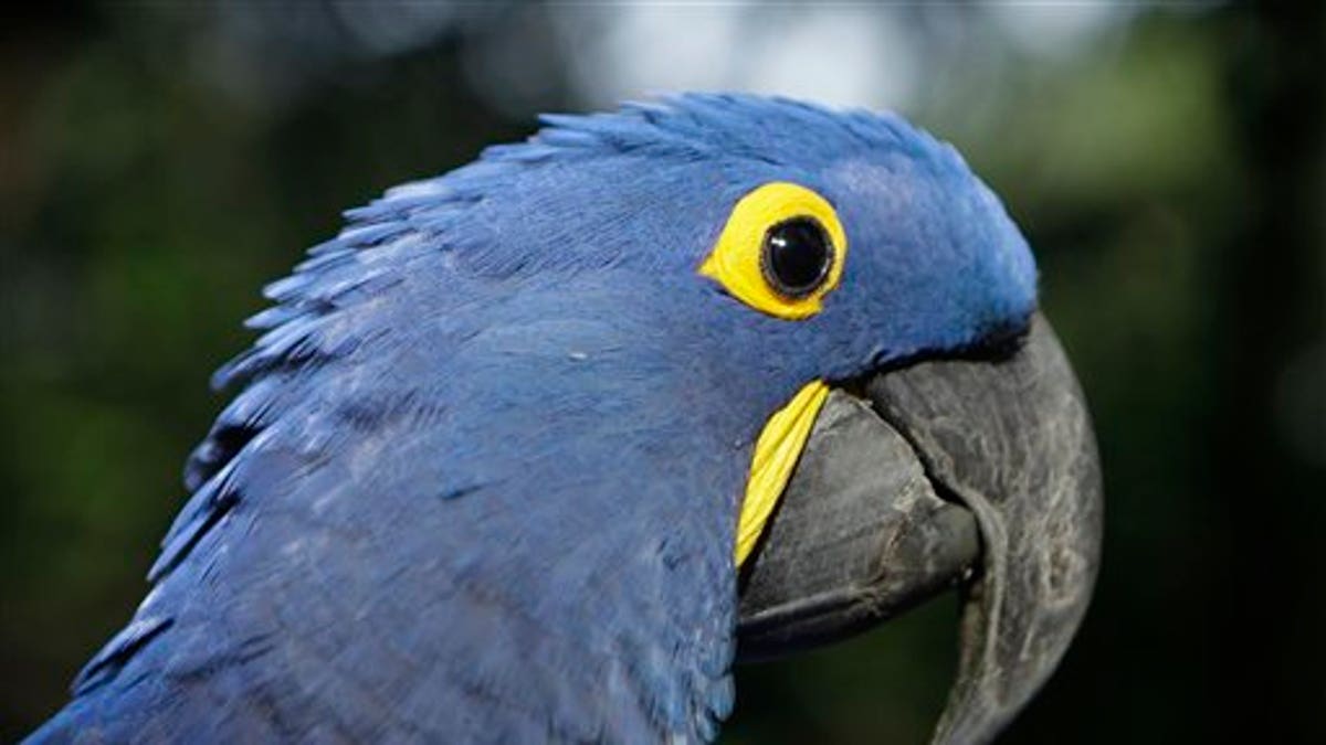 c799beca-Paraguay Blue Parrot