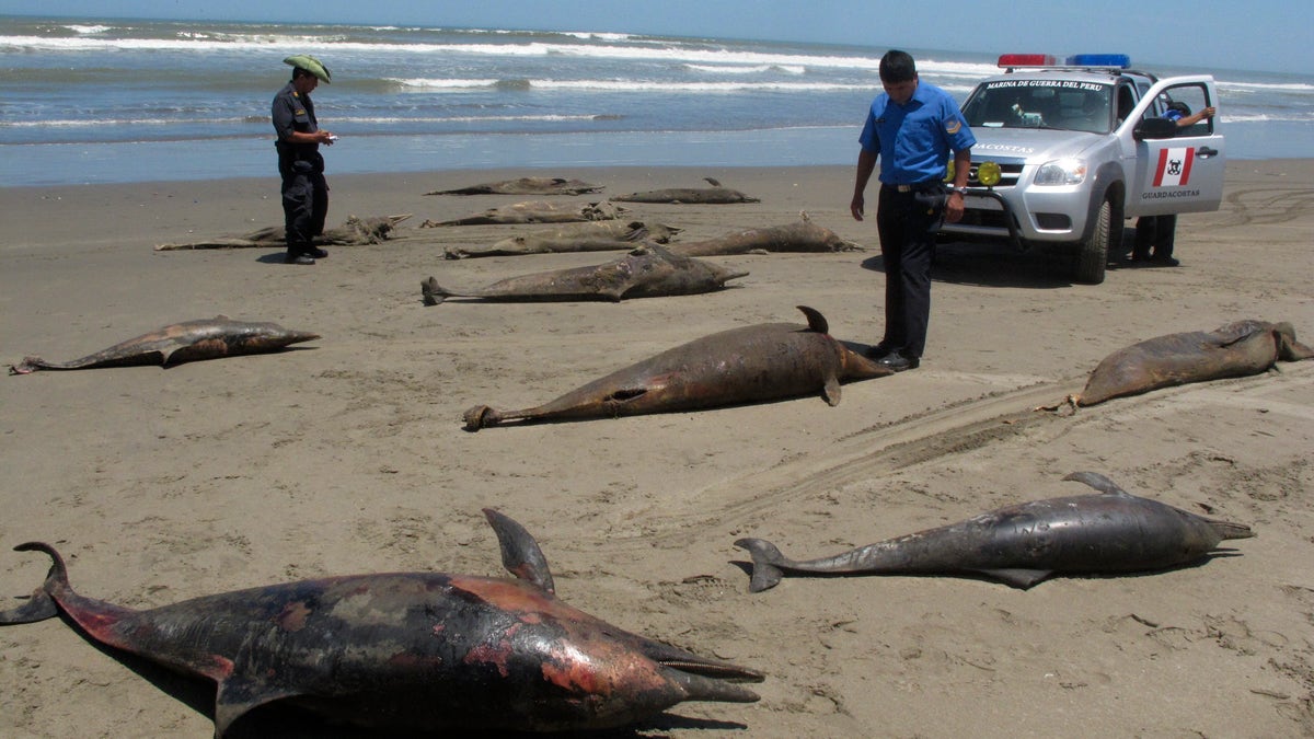 2ff4a009-APTOPIX Peru Dolphin Die-Off