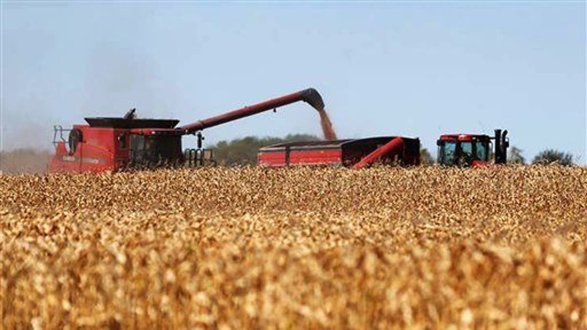 File photo of a cornfield in South Dakota.