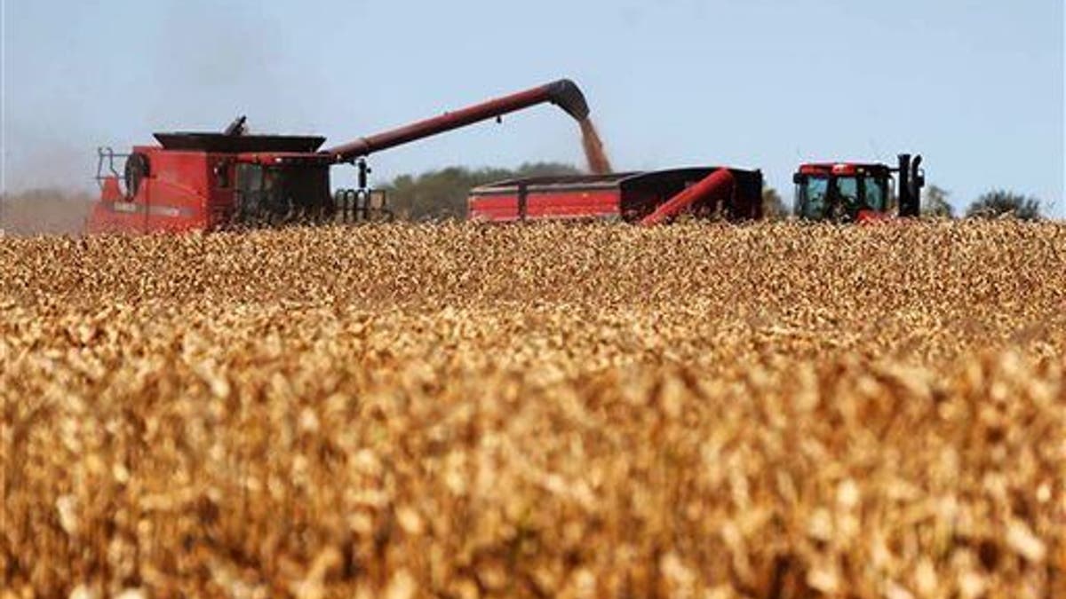 File photo of a cornfield in South Dakota.