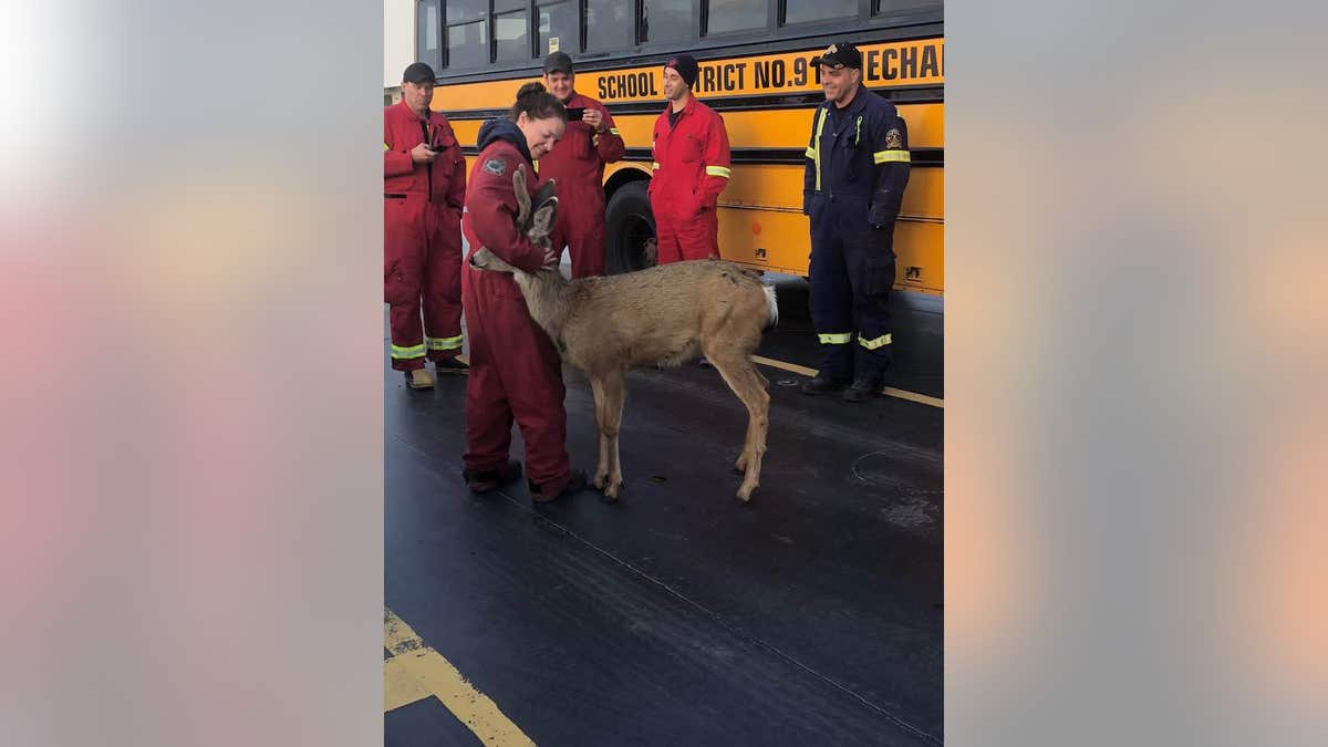 CANADA DEER 2
