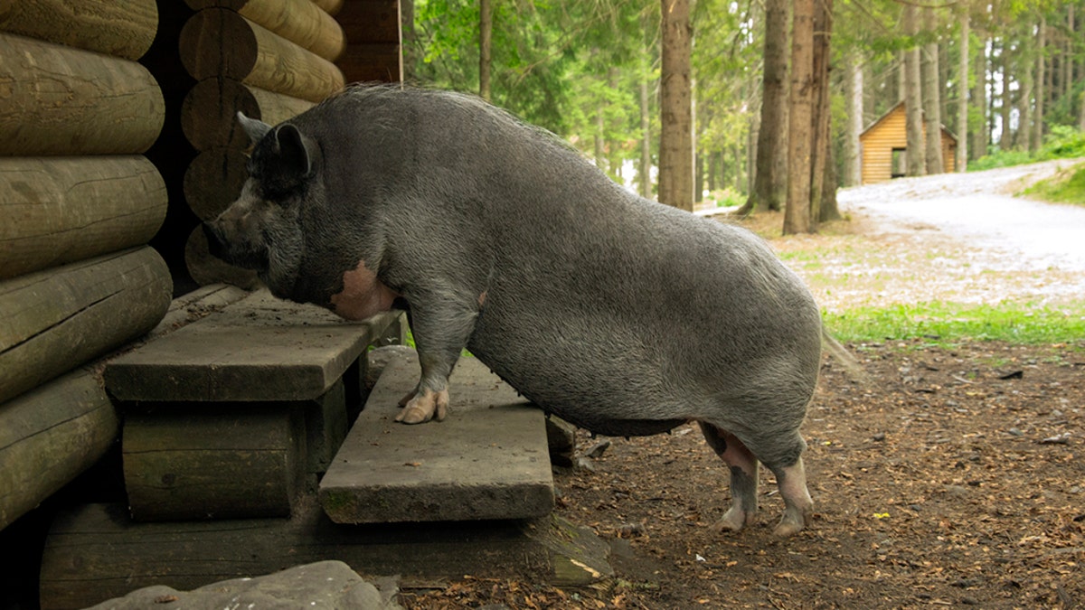 Pig iStock