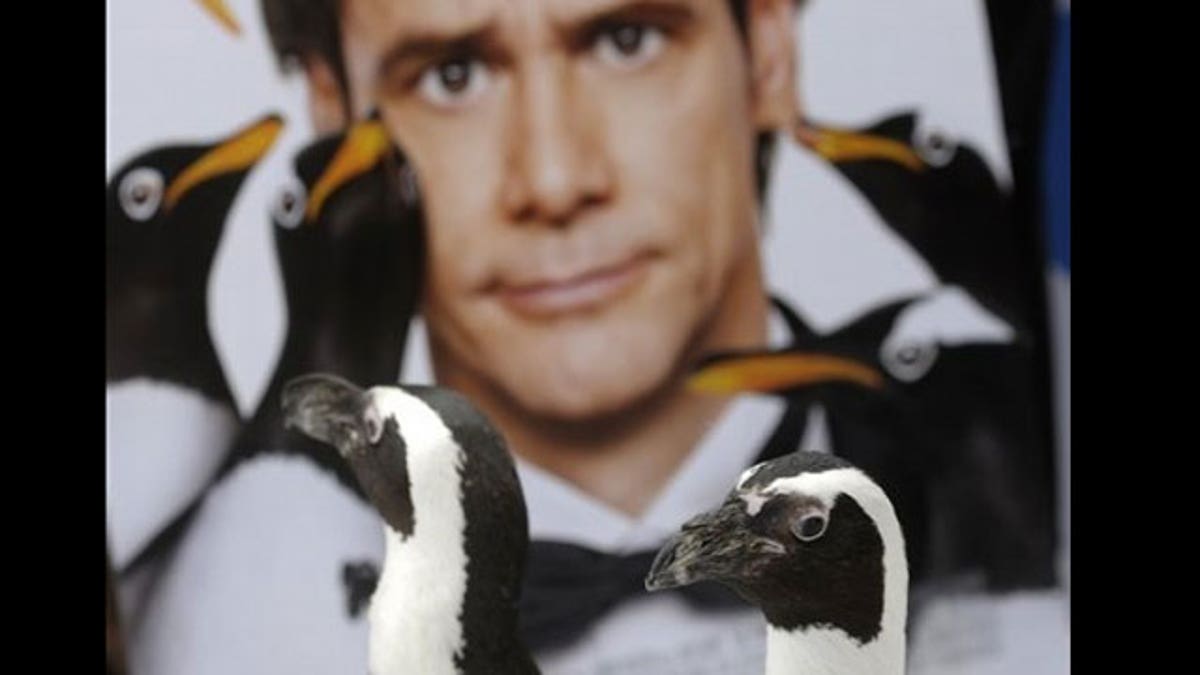Mr Poppers Penguins Premiere