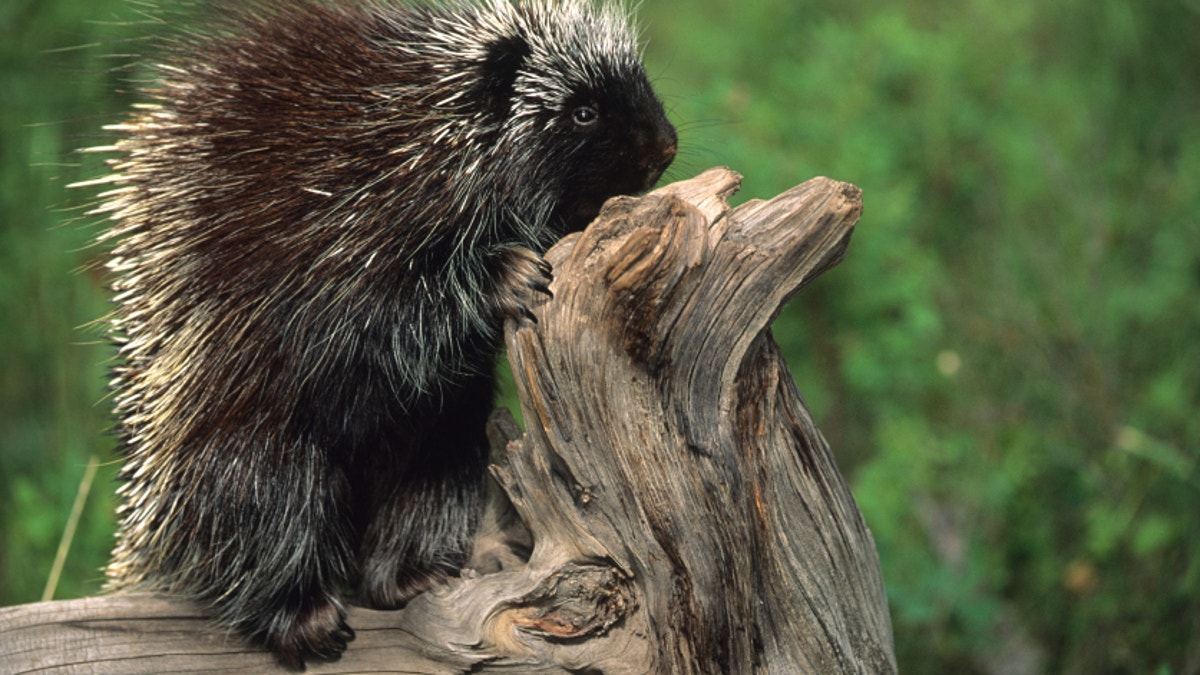 Could Porcupine Quills Help Us Design the Next Hypodermic Needle?, Science
