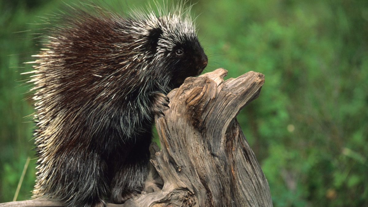 Researchers use porcupine quills to create new shots, medical adhesives