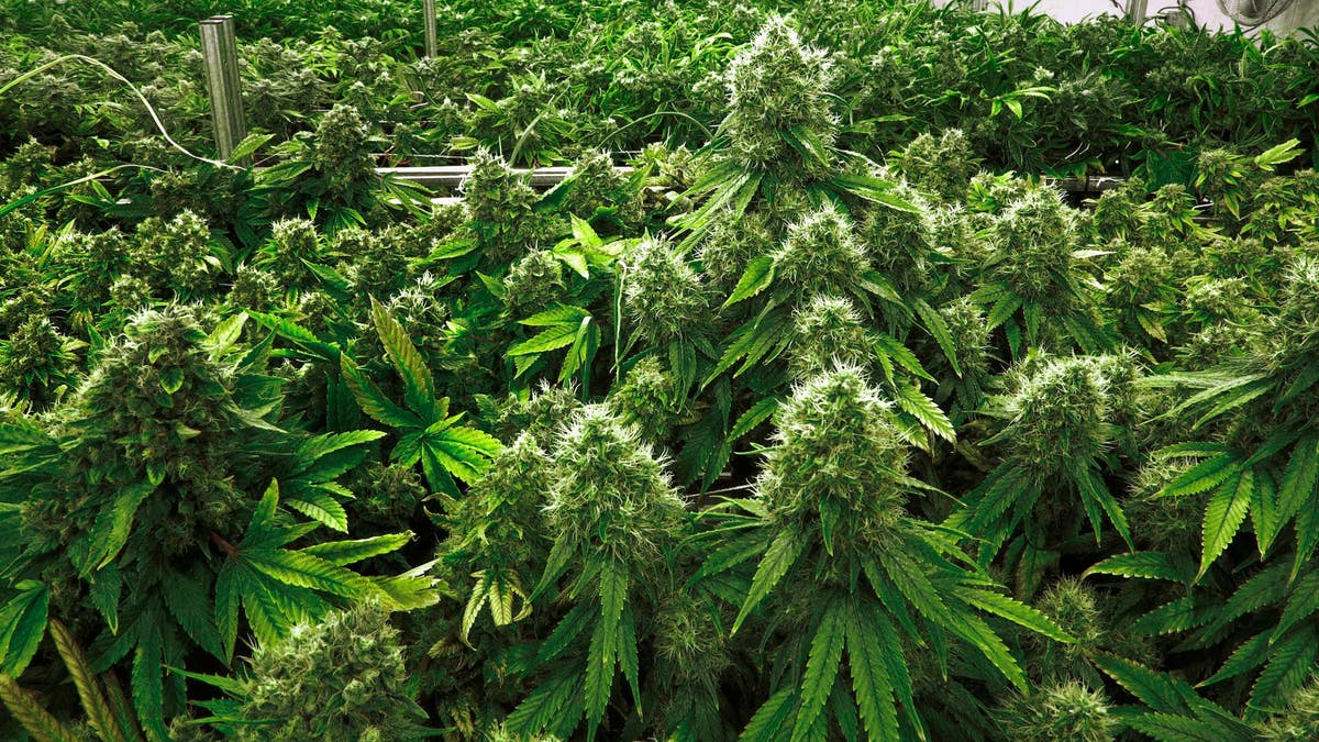 Medical Marijuana Illinois