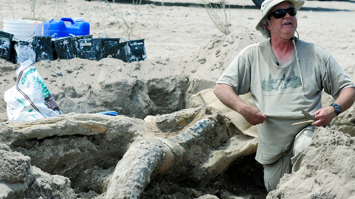 Prehistoric Elephant Skull