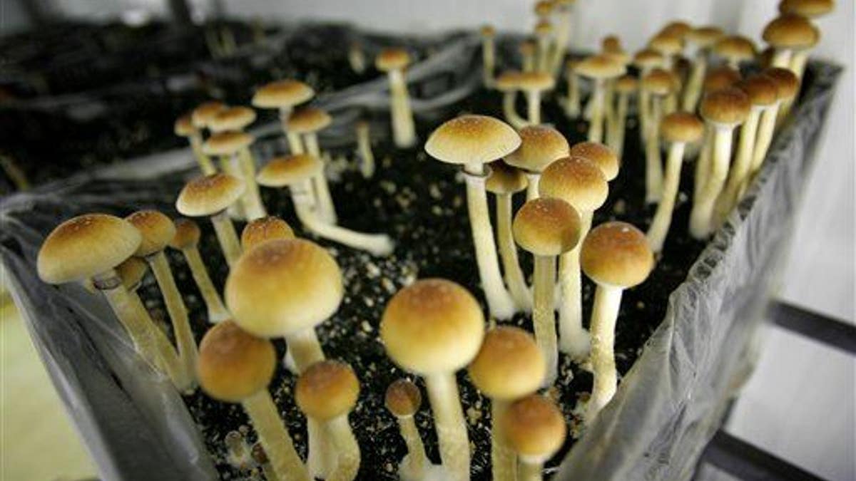 NETHERLANDS MAGIC MUSHROOMS