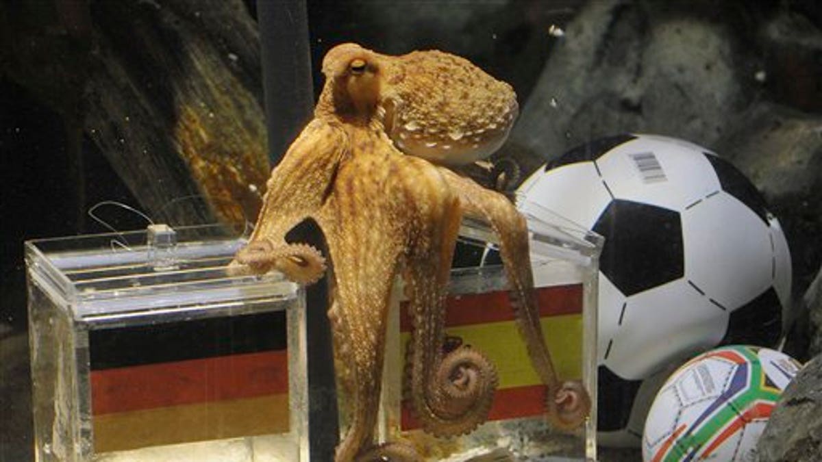 Germany Soccer WCup Octopus Oracle