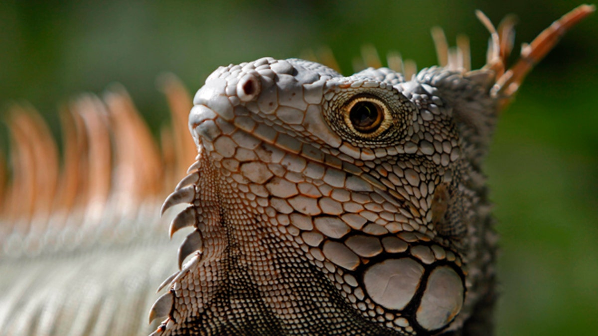 APTOPIX Puerto Rico Green Iguana