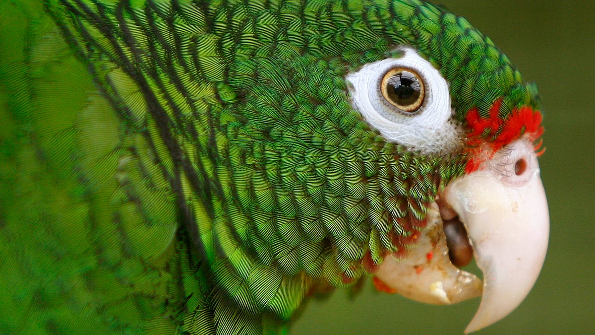 Puerto Rico Saving Parrots