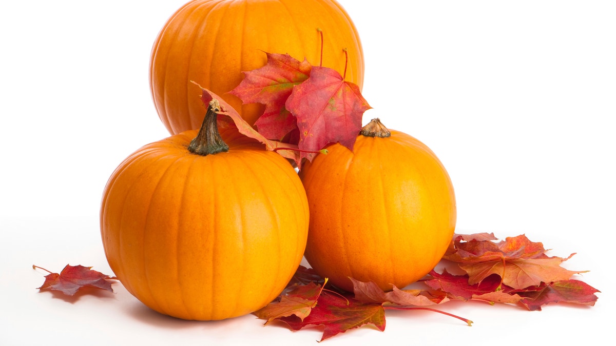 Harvested pumpkins with fall leaves on white background
