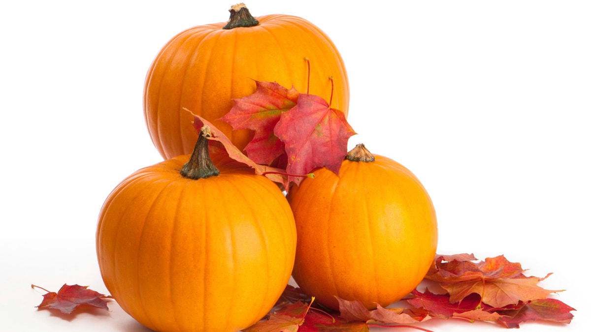 Harvested pumpkins with fall leaves on white background