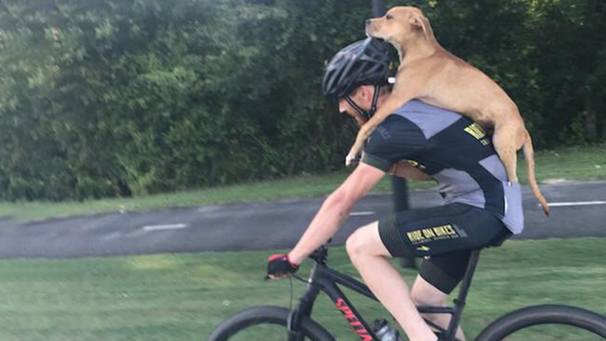 67763bd8-Cyclist finds dog with broken leg on his route