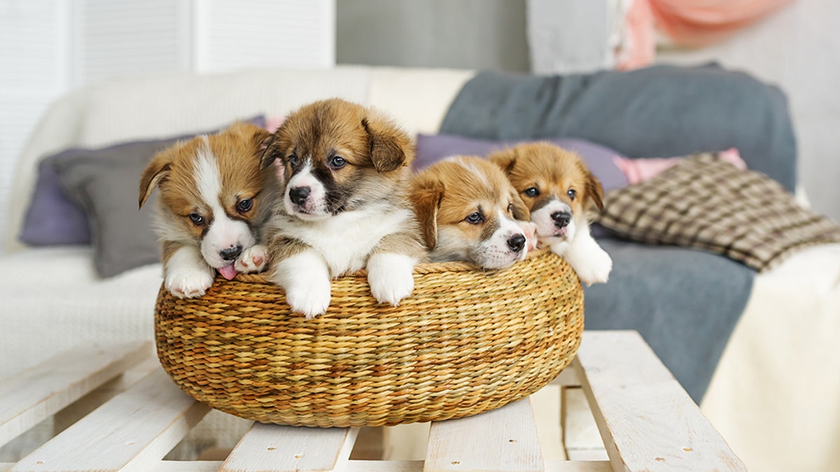 Puppies iStock