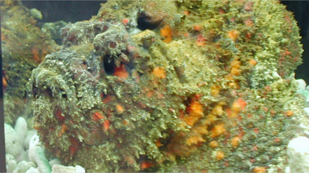 The stonefish's body is designed to camouflage itself against natural predators. It is able to camoflauge itself so well that swimmers may not notice them and step on them causing them to sting the unfortunate swimmer with a deadly venom.