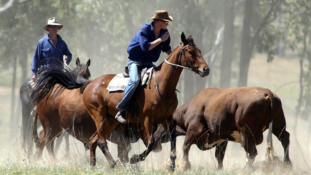 Reuters Prince Harry Horses