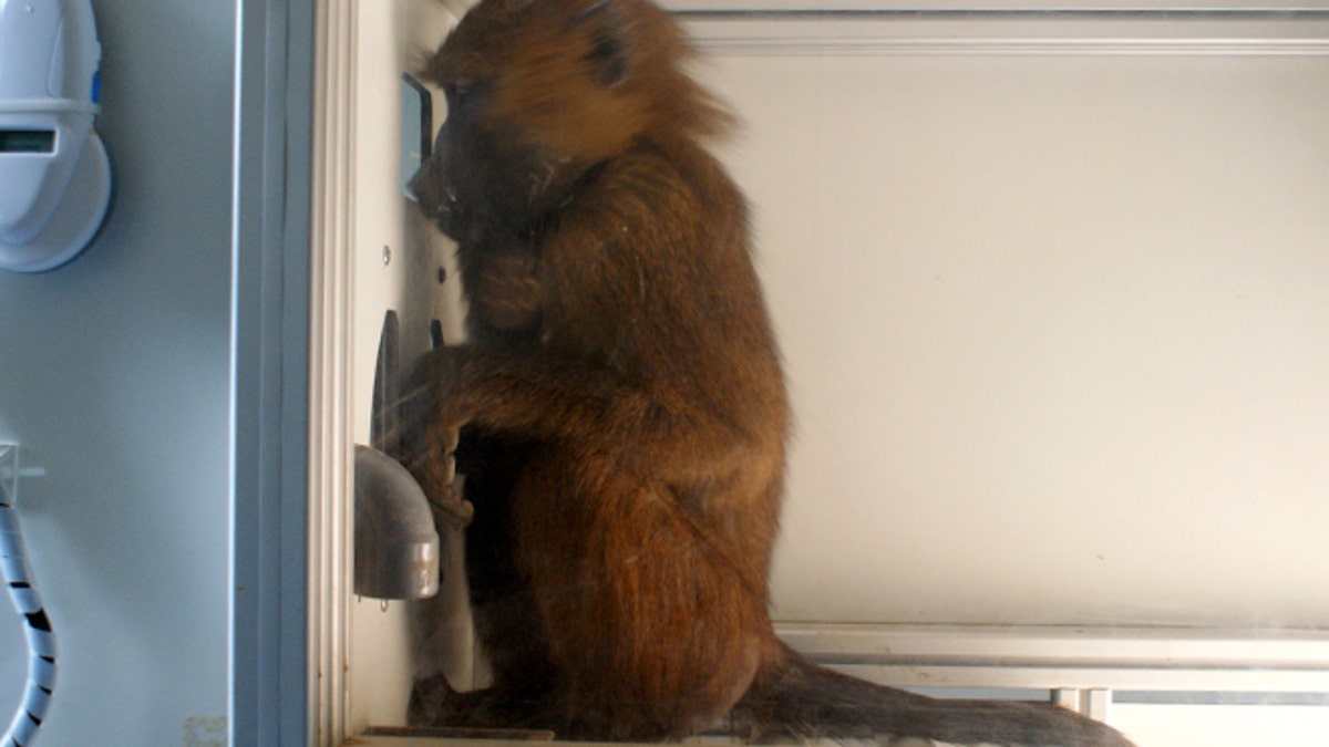 Reading Baboons