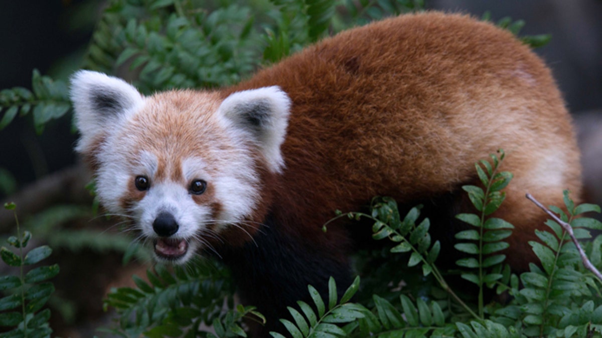 Red Panda Zoo Report