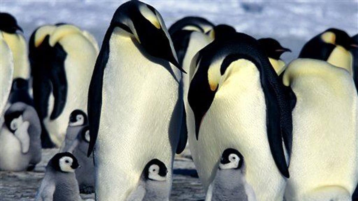 Penguin Protection