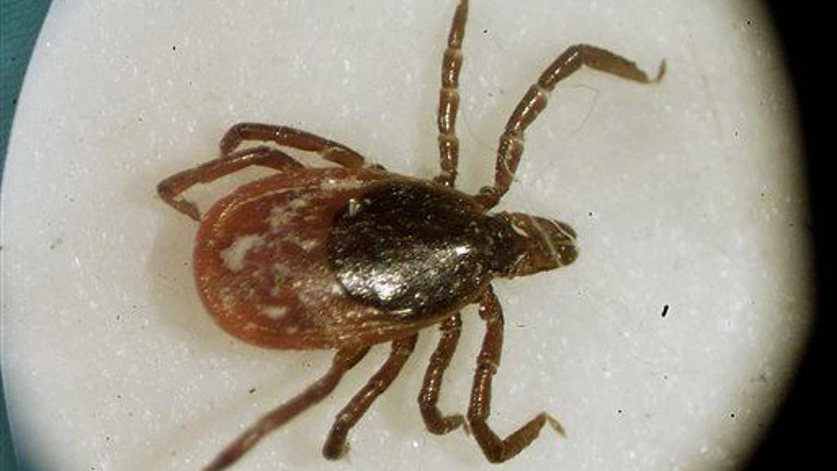 Lyme Disease