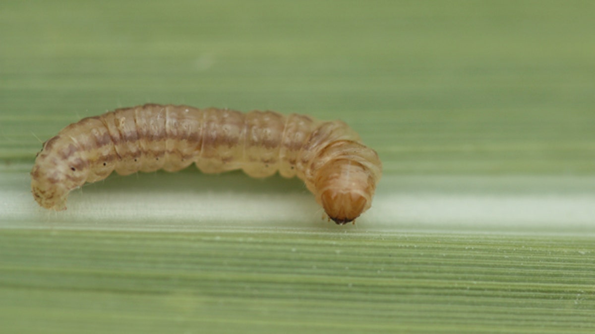 Mexican Rice Borer