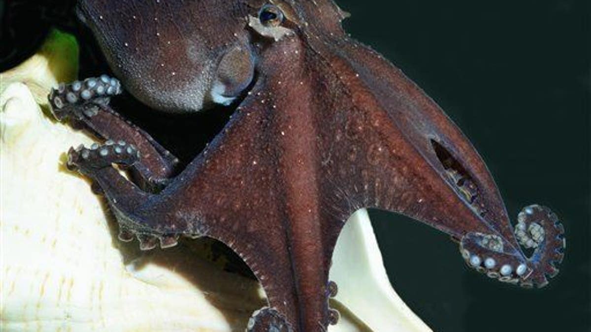 Odd Octopus