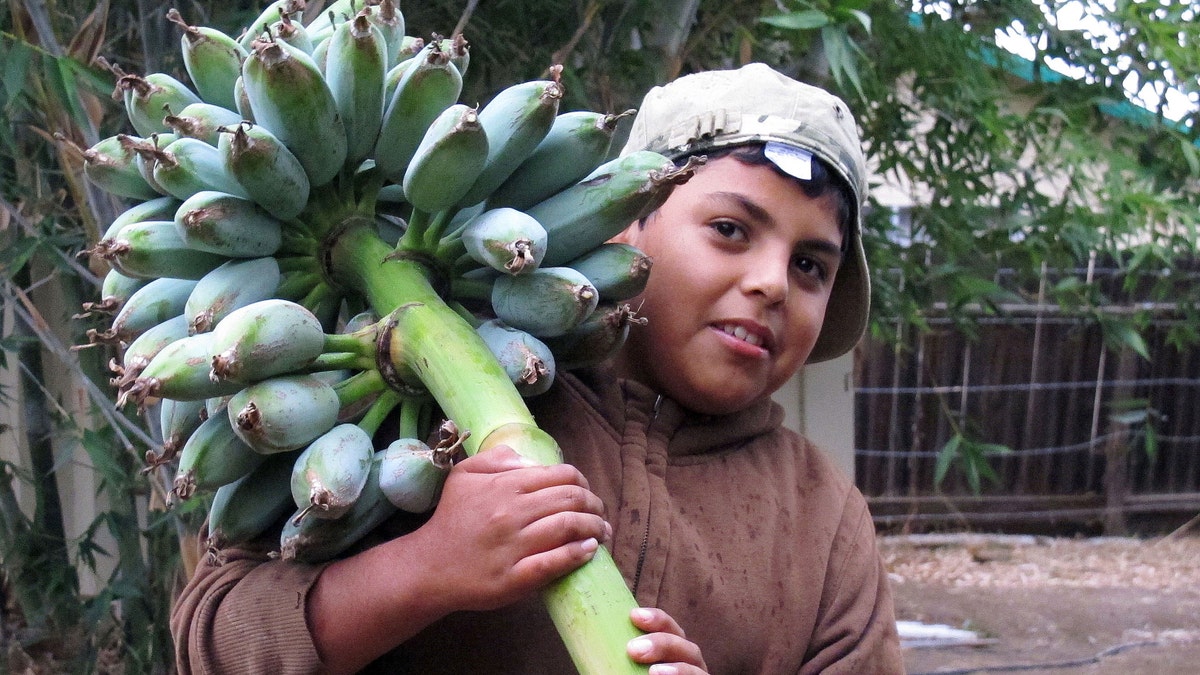 Gang Prevention Agriculture