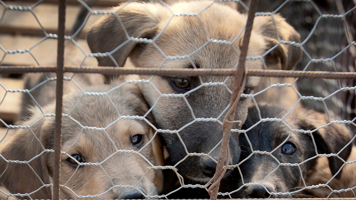 Romania Street Dogs