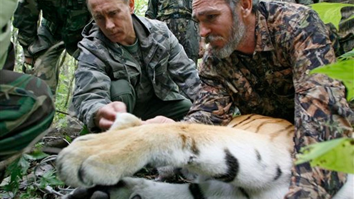 Russia Putin's Tigress